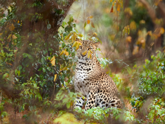 Extraordinary Sri Lanka