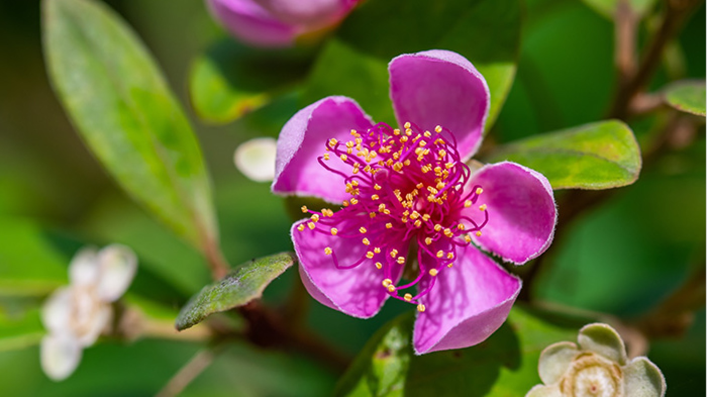 habitat-enhancement-at-coney-island-1